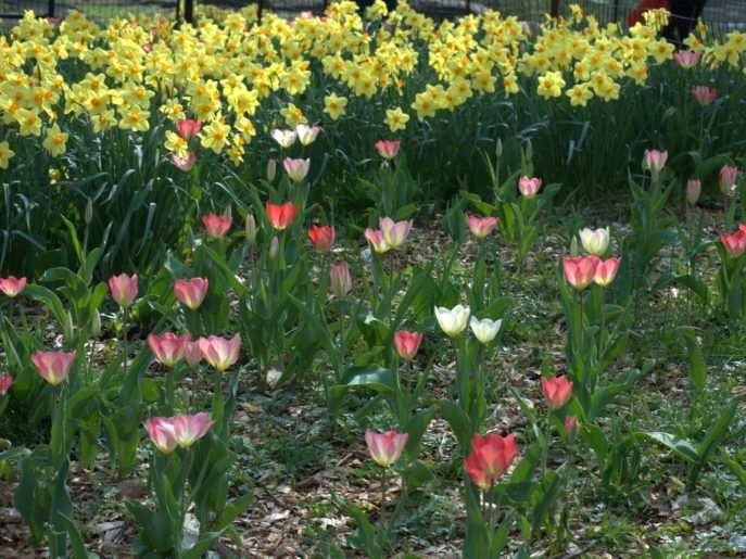 Gartengestaltung / Landschaftspflege